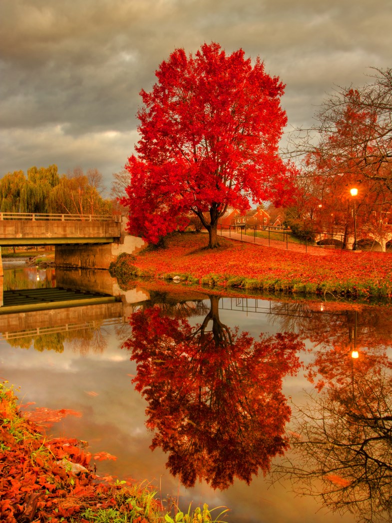 Red tree baker park