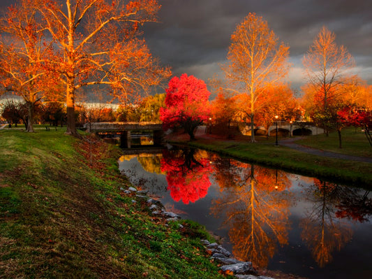 Red tree baker park 3